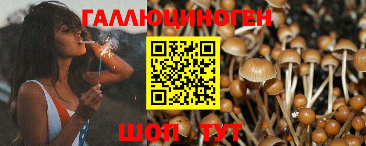 Псилоцибиновые грибы Cubensis Реутов